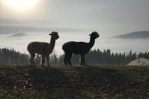 Alpacas-im-Nebel